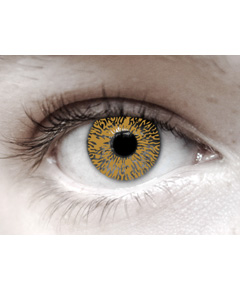 Eye Spy One Tone Honey