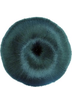 Dome Bun 2